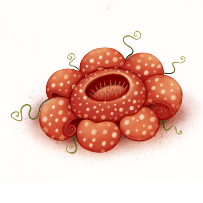 Rafflesia