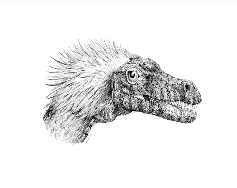 Velociraptor sp. rekonštrukcia